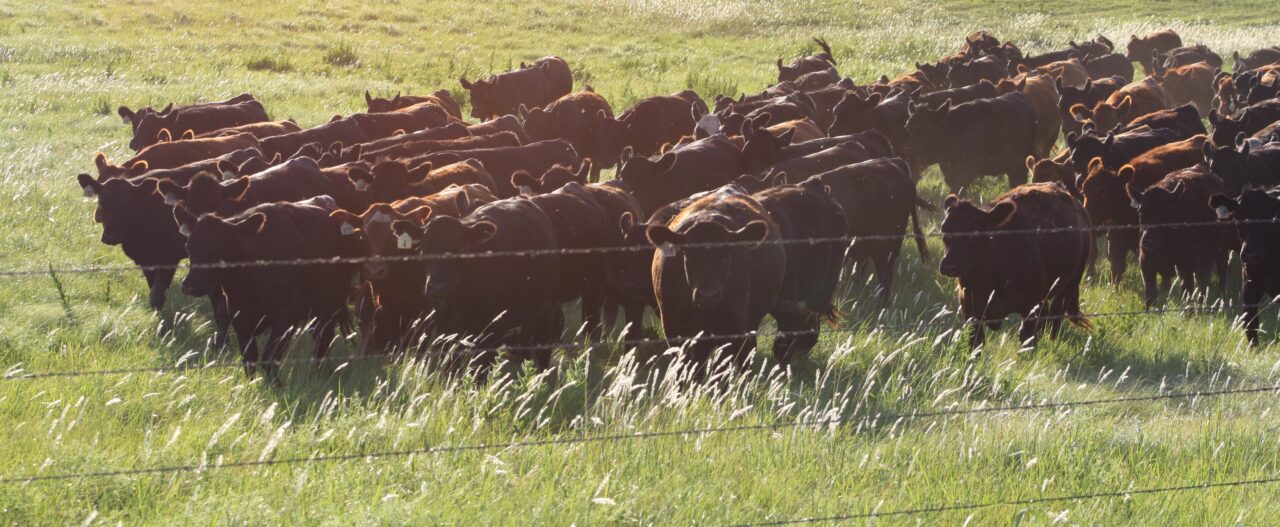Wednesday Market Winfield Livestock Auction